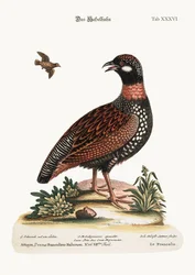 De Francolin, 1749-73